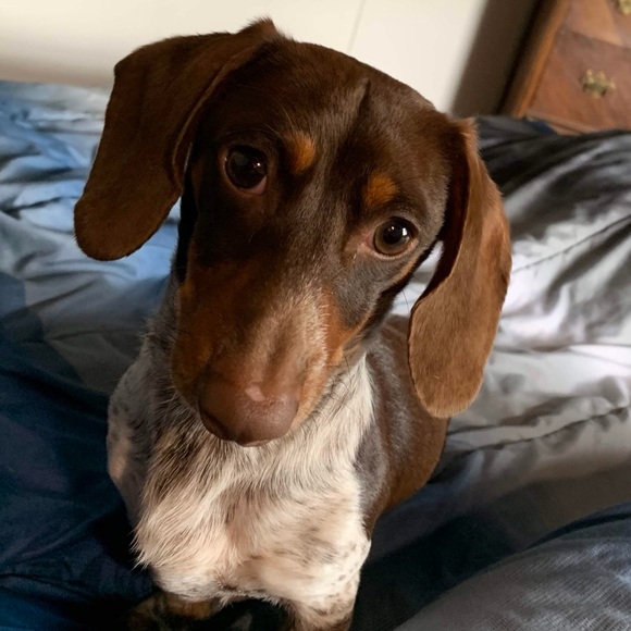 bonniewhitacre